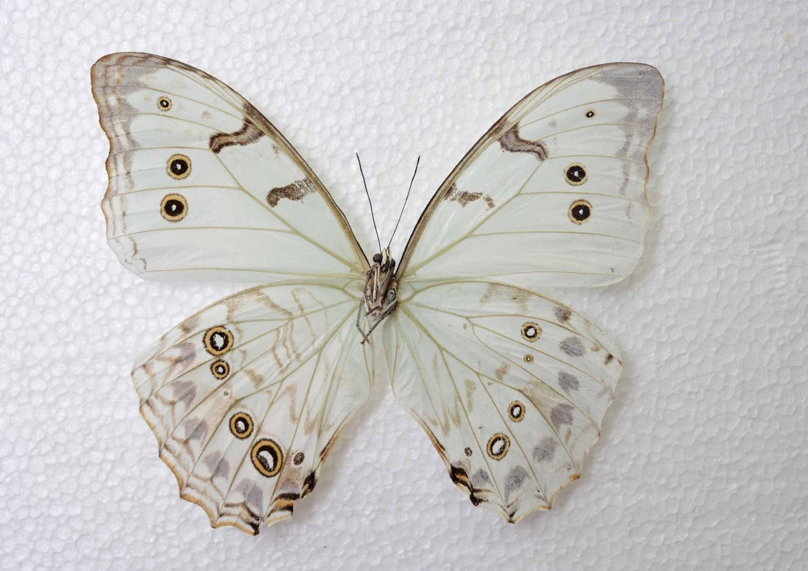 Morpho polyphemus luna (bilateral gynandromorph, verso) [Internet image property of respective owner, non commercial use only]